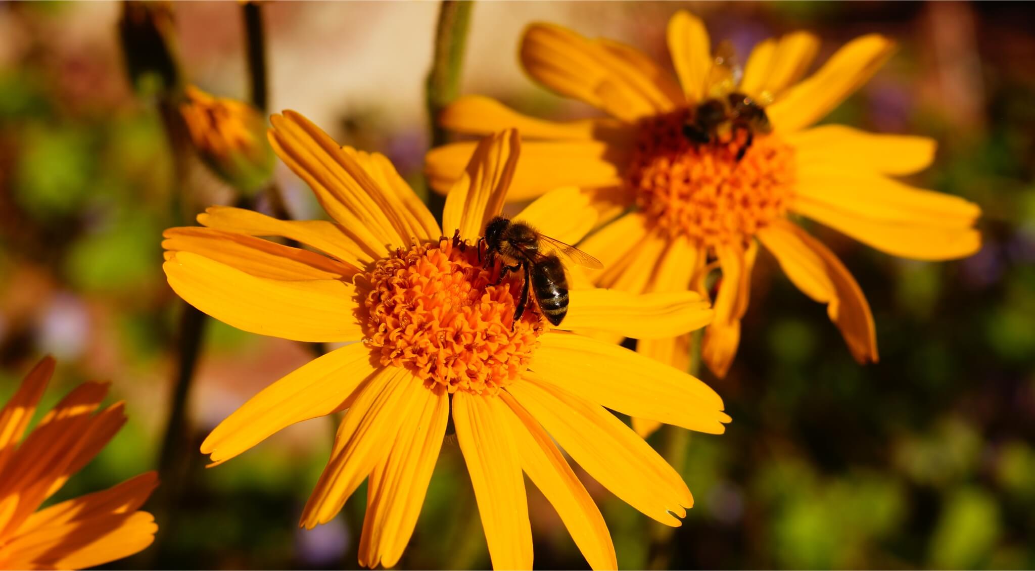 En este momento estás viendo Árnica y deporte: Beneficios del árnica para la recuperación muscular y la prevención de lesiones en atletas